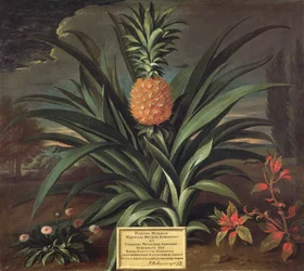 Ananas coltivato nel giardino di Sir Matthew Decker, Richmond, Surrey, 1720